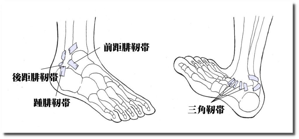 足首関節の解剖図