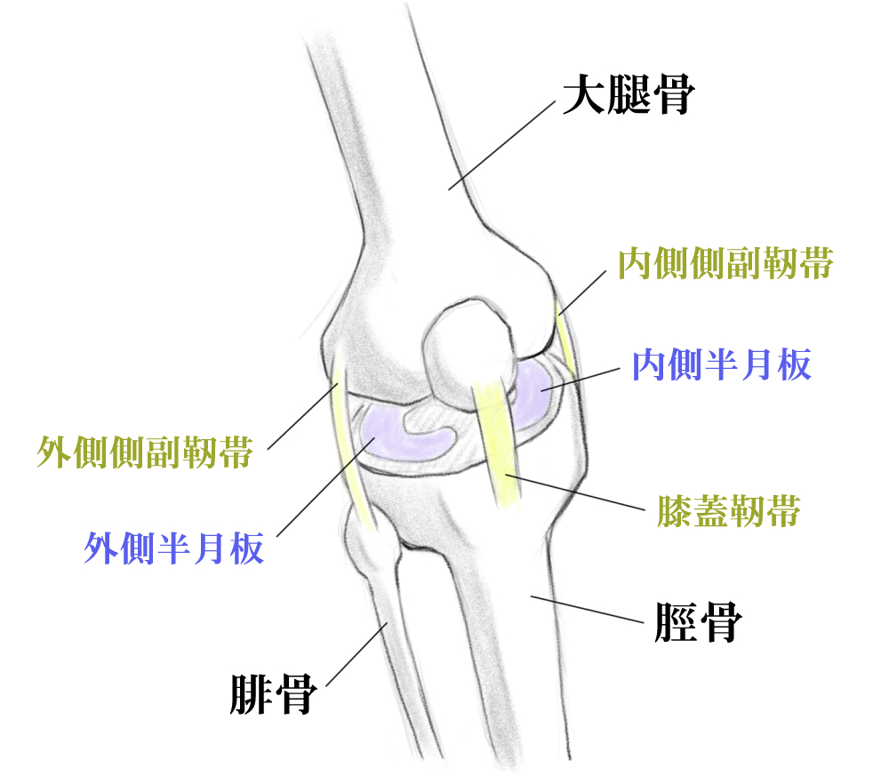 膝の構造のイラスト
