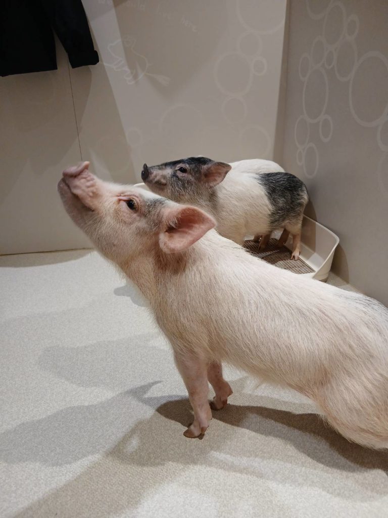 ぶたカフェ【吉祥寺】